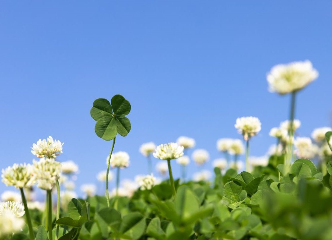 March2025CoverImage_4LeafCloversDandelions