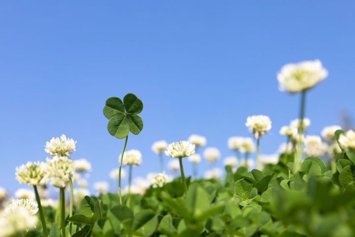 March2025CoverImage_4LeafCloversDandelions
