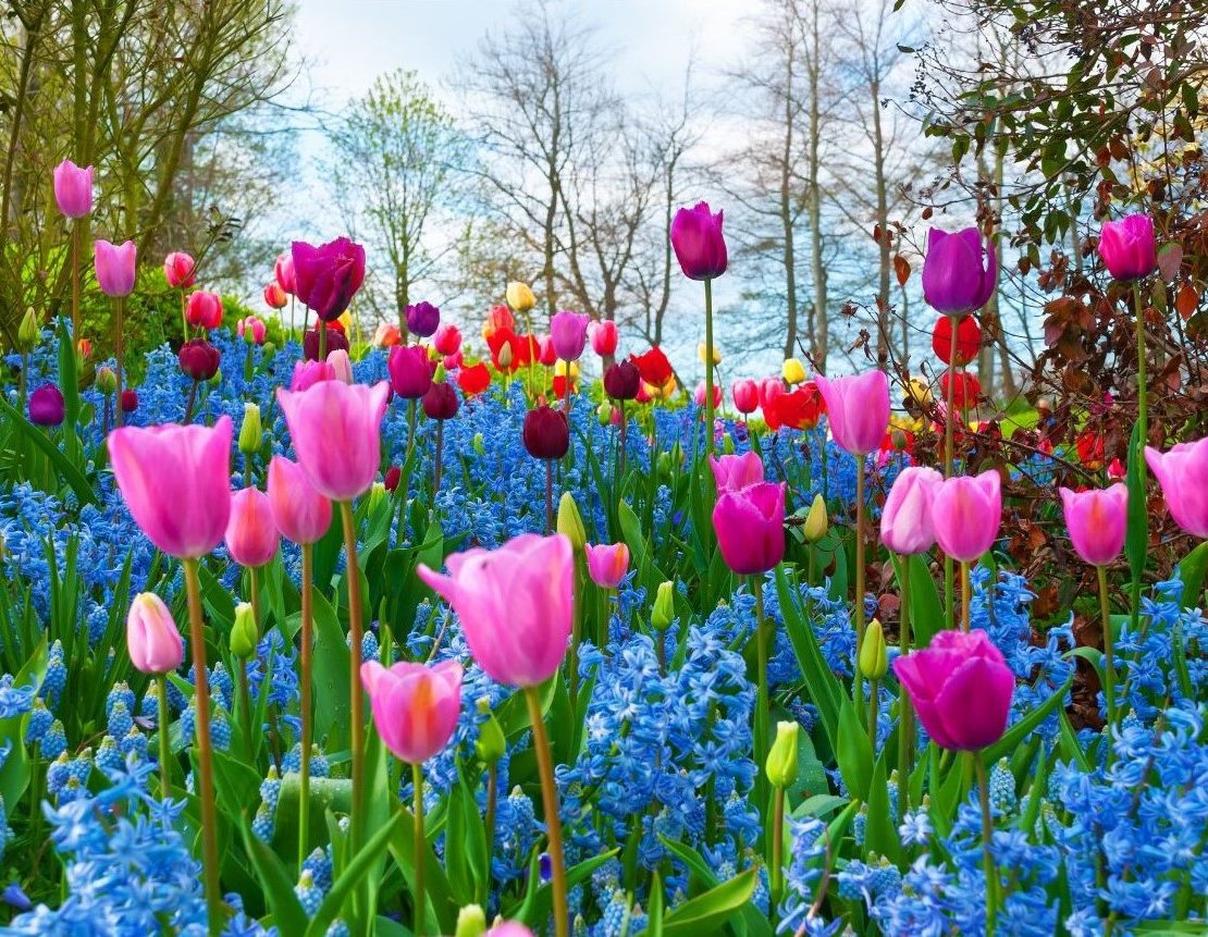 Spring2025NewsletterCoverImage_Tulips