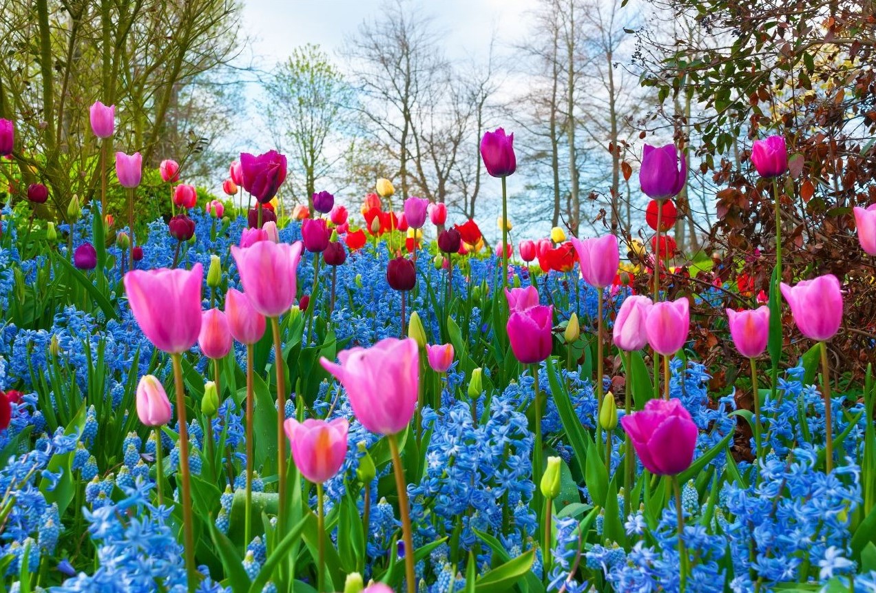 Spring2025NewsletterCoverImage_Tulips
