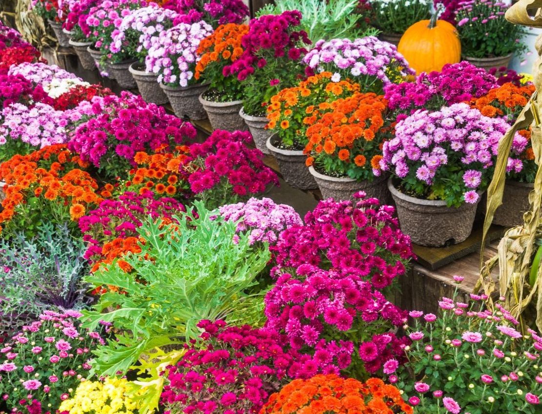 Oct2025_NewsletterCvr_Mum