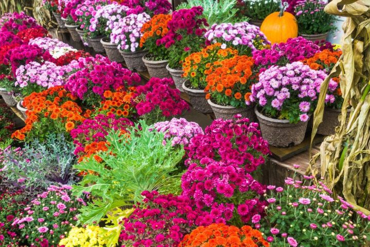 Oct2025_NewsletterCvr_Mum