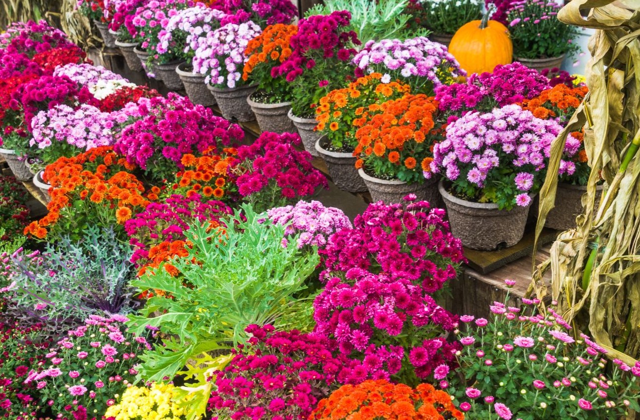 Oct2025_NewsletterCvr_Mum